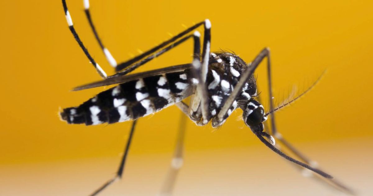 Chikungunya, dengue, zika -Surveillance et lutte contre le